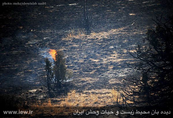 پارک ملی گلستان-شکارچیان متخلف-آتش سوزی-100 هکتار-بازداشت-عاملین-محیط بانان