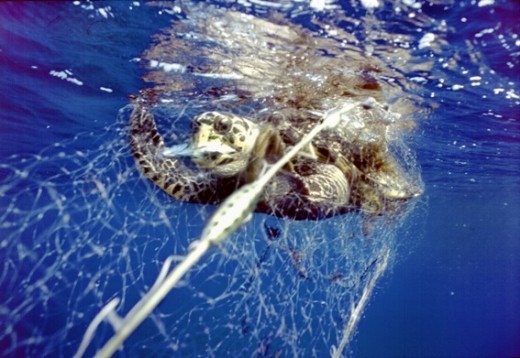 Turtle-as-bycatch
