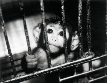 animal-testing-cage