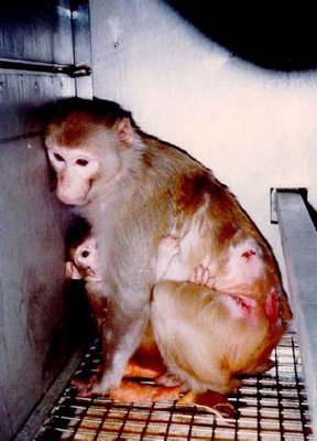 stop_vivisection